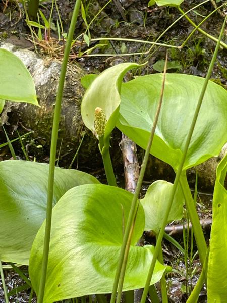 Slangenwortel (Calla palustris)